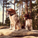 Localizador GPS DogTrace X25