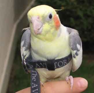Arnes Aviator para pájaros