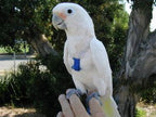 Arnés Aviator para pájaros