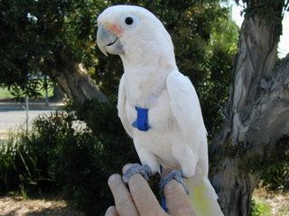 Arnes Aviator para pájaros