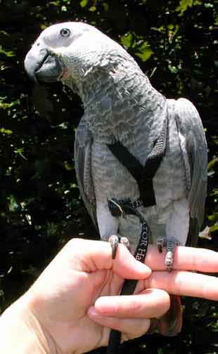 Arnes Aviator para pájaros