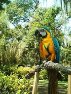 Arnés Aviator para pájaros