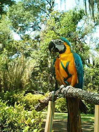 Arnes Aviator para pájaros