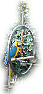 Play Ring Guacamayo