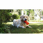 BIONIC Hueso, L15cm