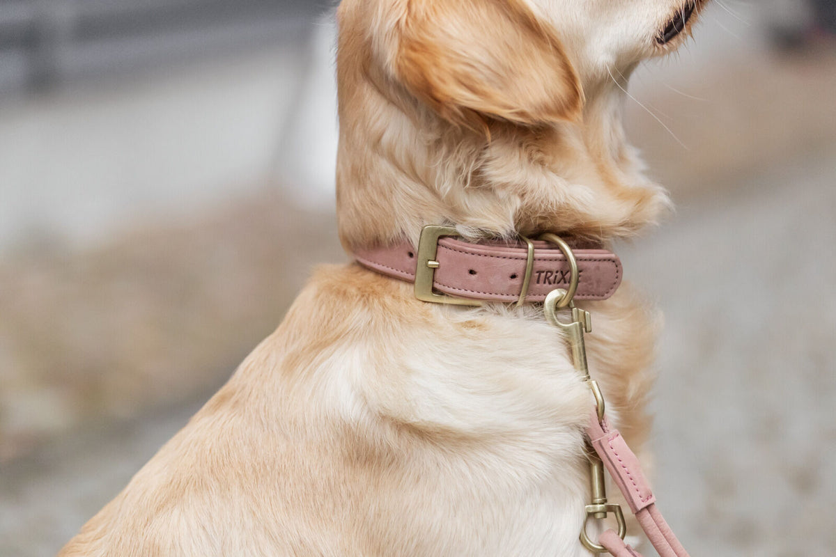 Pure Collar, Piel extra ancho, rosa
