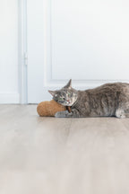 Cacahuete XXL