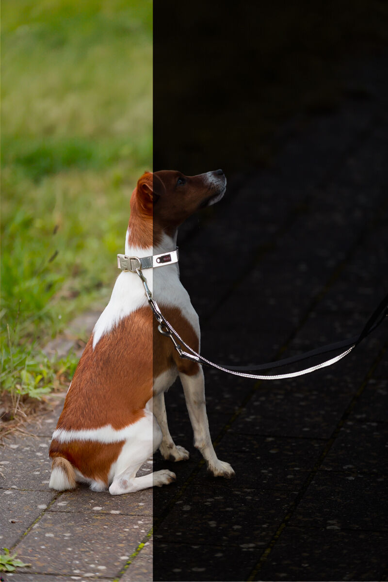 Premium Reflect Collar