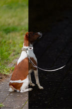 Premium Reflect Collar