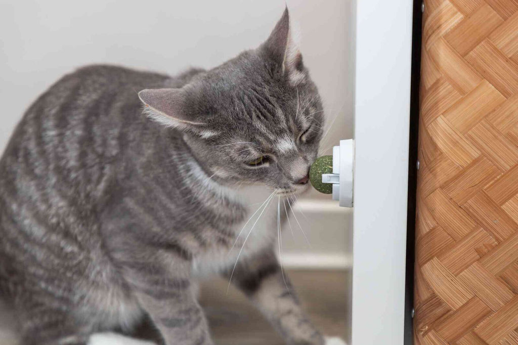 Pelota Catnip con soporte