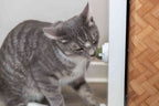 Pelota Catnip con soporte