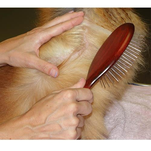 Cepillo para perros Mantequilla
