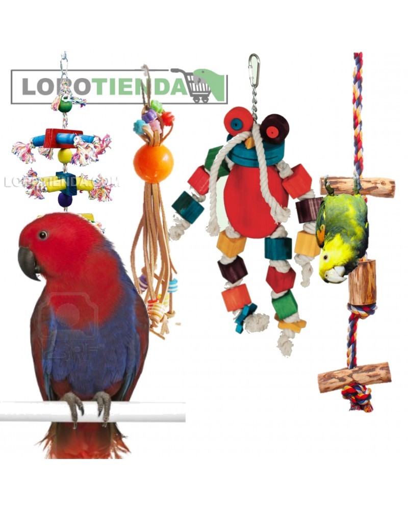Pack Eclectus